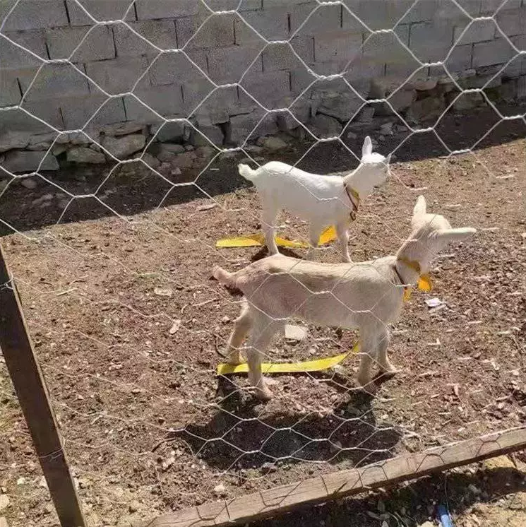 SHeep poultry netting