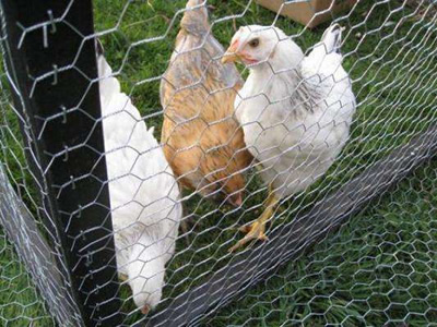 chicken poultry netting