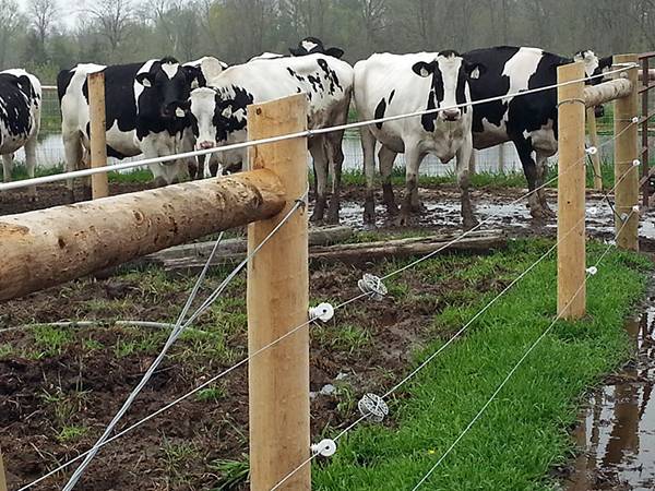 china cattle fence wire supplier