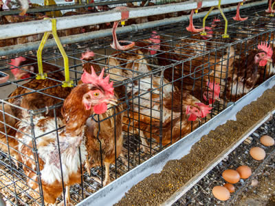 welded wire mesh for chicken breeding factory